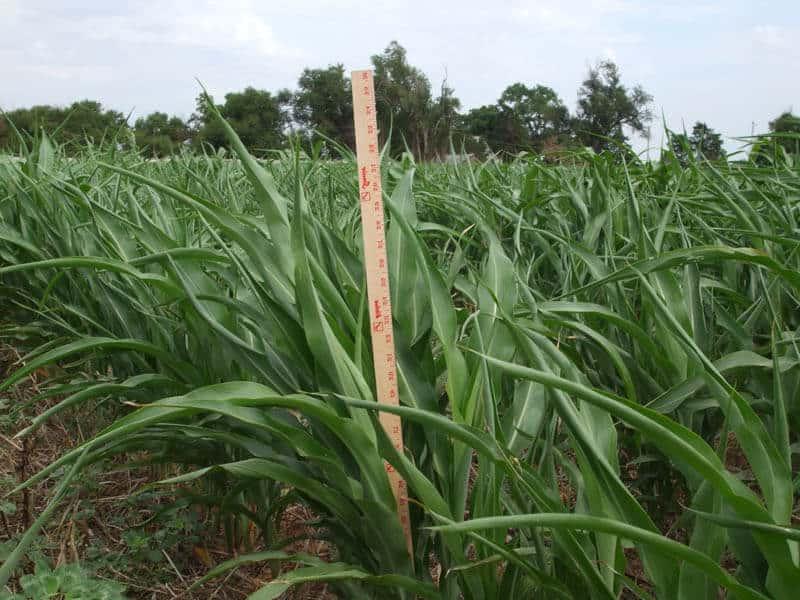 Meter stick measuring Sorghum Sudan crops
